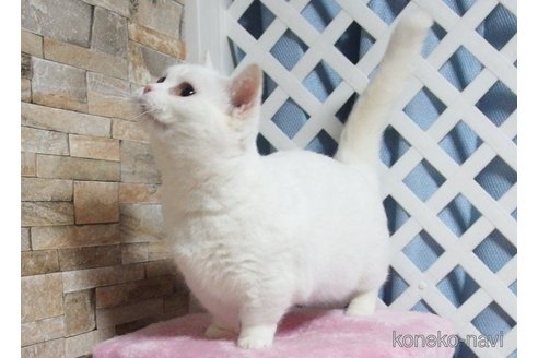 販売中のマンチカン(短足)の親猫